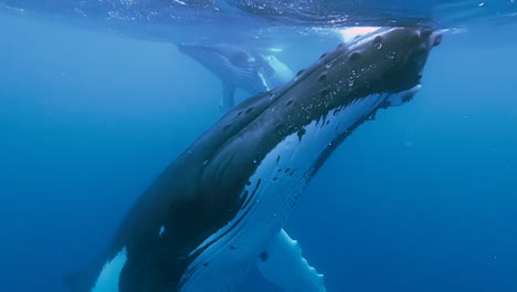 humpback whales swim near the surface of the ocean in clear blue water