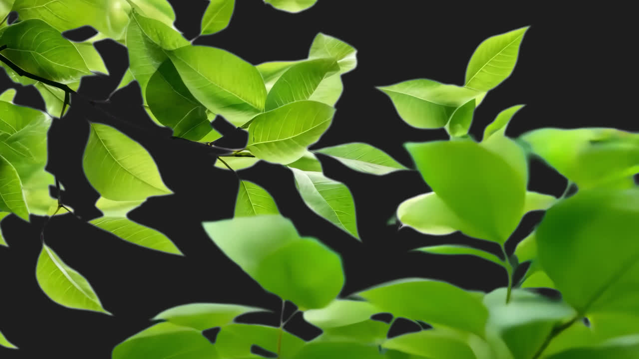 Green leaves animated overlay, transparent 4K video, alpha channel, ProRes 4444