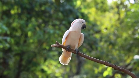 hermosa cacatúa blanca, cacatúa con cresta de azufre