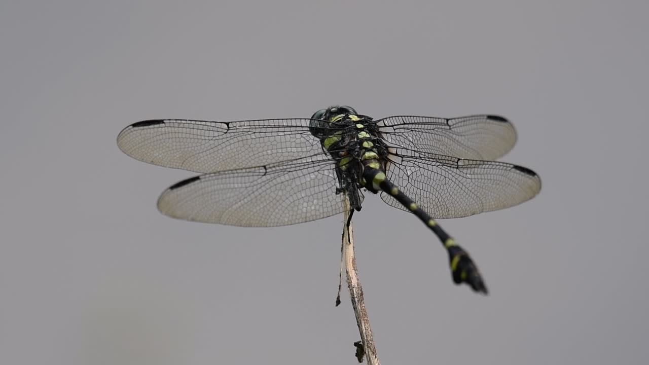 The Common Flangetail dragonfly is commonly seen in Thailand and Asia; the size can be medium and large with yellow and black as pattern. Its wings are clear accented with black lined veins