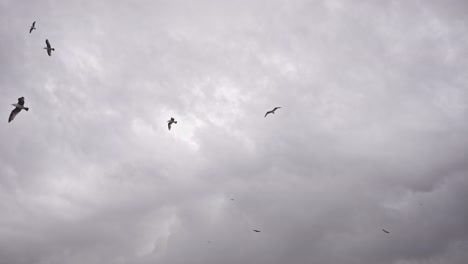 Vögel-Fliegen-Bei-Bewölktem-Wetter-In-Zeitlupe