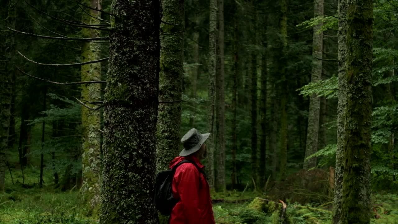 A lone hiker in a red jacket walks and stands silently among tall mossy trees in a dense, tranquil forest