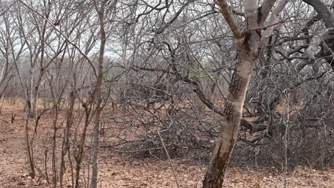 Elefantes-Africanos-Salvajes-Se-Mueven-A-Través-Del-Monte-En-El-Parque-Nacional-Hwange,-Zimbabwe,-áfrica