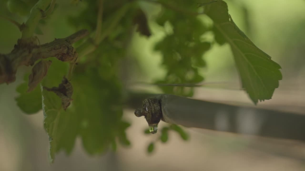 포도원 농경지에서 포도 한 어리를 볼 수 있는 물방울 관개 시스템의 근접 사진
