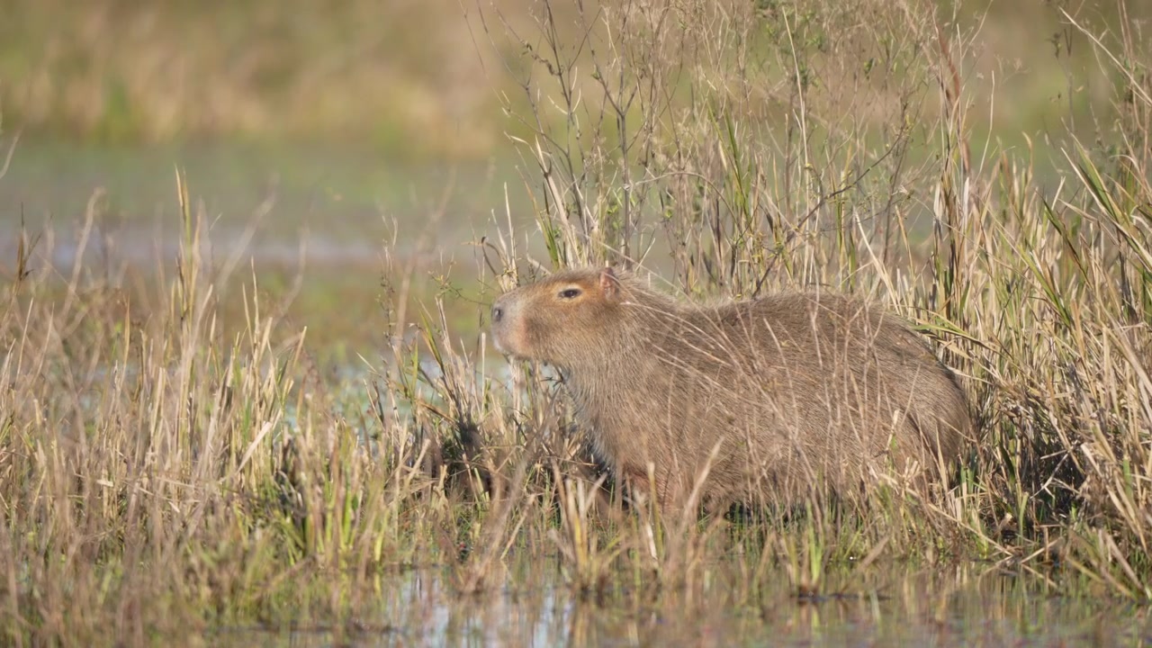 Capybara (Hydrochoerus hydrochaeris) pauses among tall marsh grass at the edge of shallow wetland water. Quiet daytime scene for wildlife, conservation, or South American nature content.