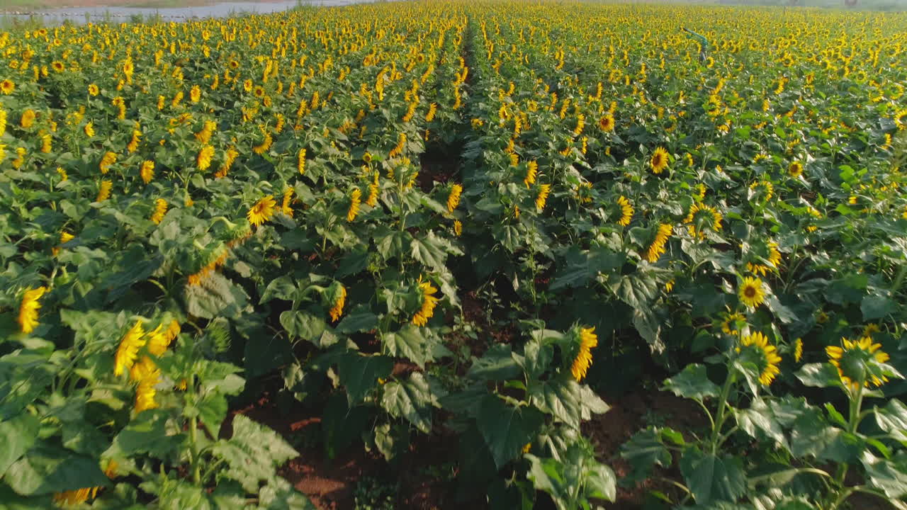 un dron fue disparado sobre un campo de girasoles en hebei, china.