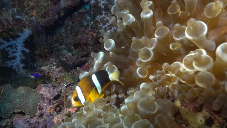 close up of baby anemone fish