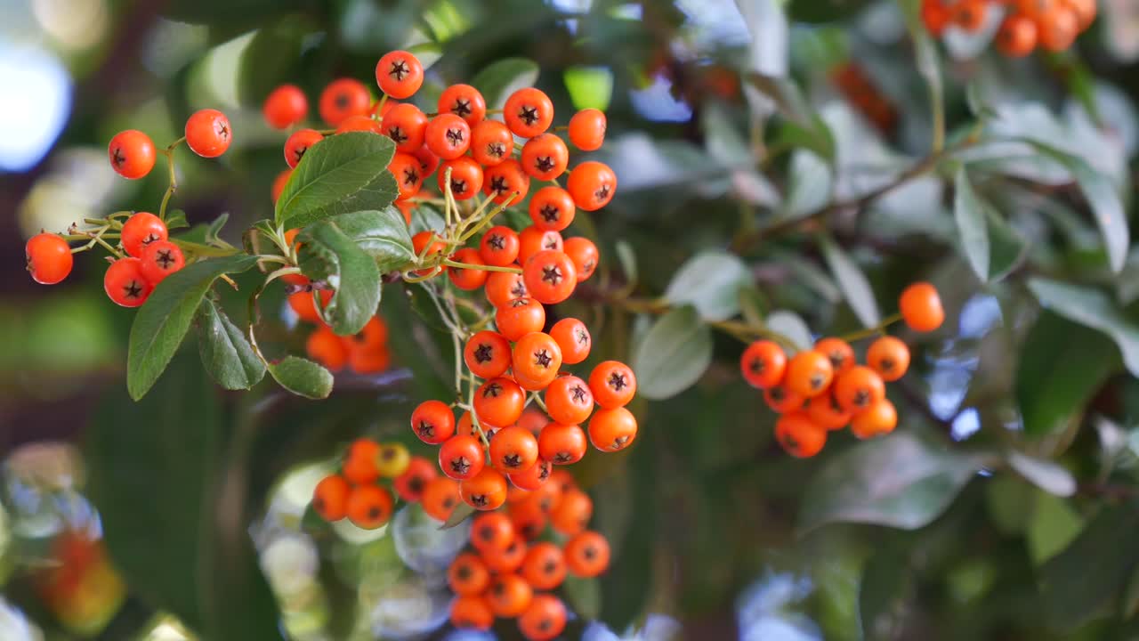Close-up of Orange Berries on a Bush