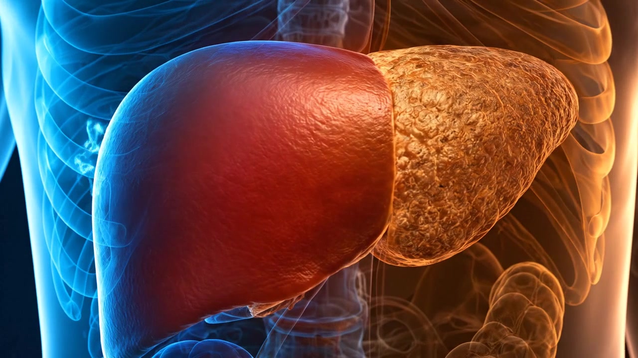 Dual texture human liver comparison displayed inside transparent torso visualization