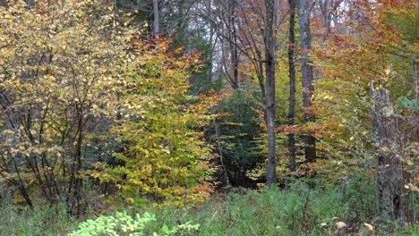 La-Belleza-De-Las-Hojas-De-Otoño-En-El-Bosque-En-Un-Día-Ventoso