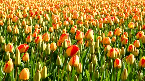 colorful tulips waving in the wind