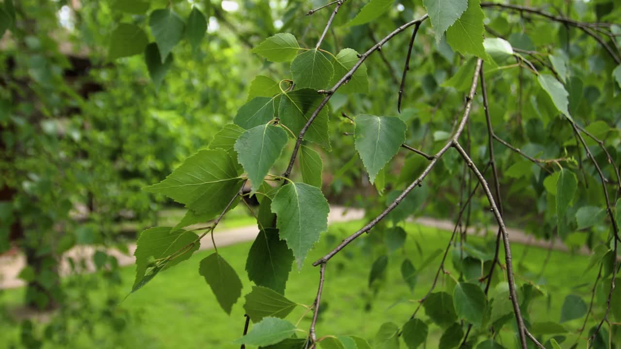 Close-up of Birch Tree Leaves