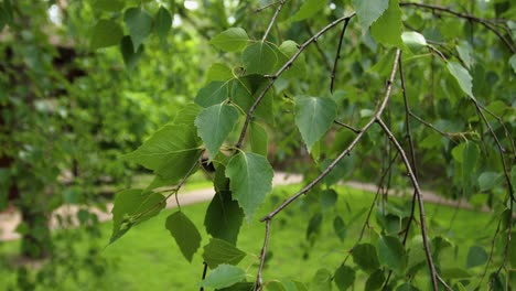 close-up of birch tree leaves