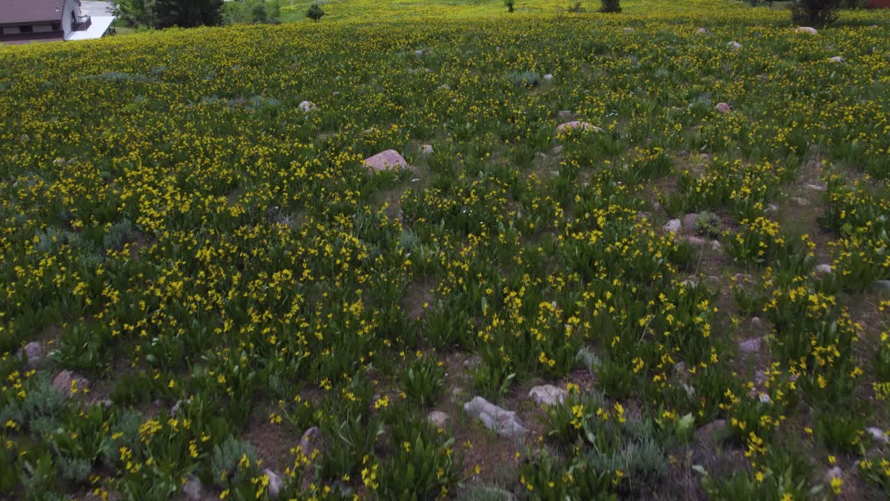 un hermoso campo de flores silvestres amarillas en ogden, utah - una inclinación aérea revela