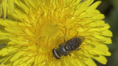 Mosca-De-La-Fruta-Buscando-Néctar-Entre-Flores-De-Trébol,-Rodeada-De-Compañeros-En-Miniatura-En-Este-Video-Macro-De-Arriba-Hacia-Abajo