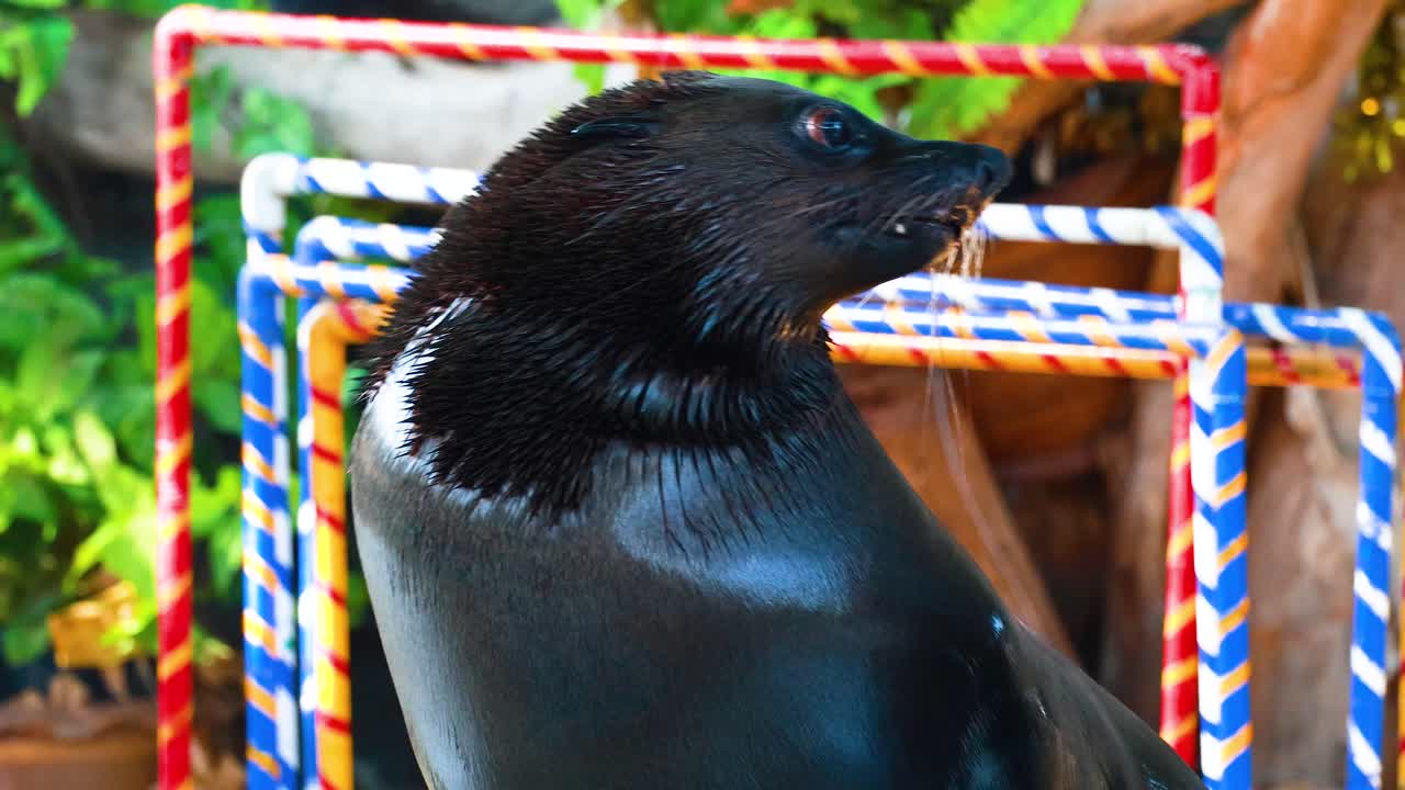 바다 사자가 동물원에서 트레이너와 상호 작용합니다.