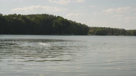 adult man swims crawl style in the lake of jezioro glebokie in poland