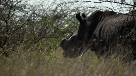 white dehorned rhino listening to the african sounds surrounded by grasslands and thorny trees