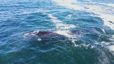 La-Ballena-Franca-Austral-Eubalaena-Australis-Lanza-Un-Arco-Iris