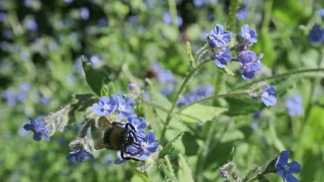 Abejorro-Volando-Alrededor-De-Flores-Azules-No-Me-Olvides-En-Cámara-Lenta