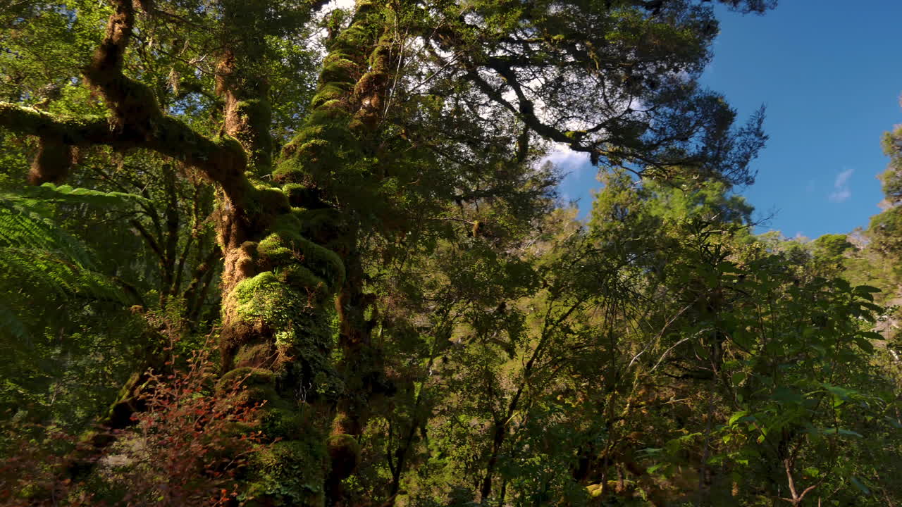 Mystic tracking shot of overgrown mossy tree against blue sky in deep wild forest of New Zealand