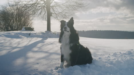 medium wide shot of an australian shepard sitting in the snow and looking around