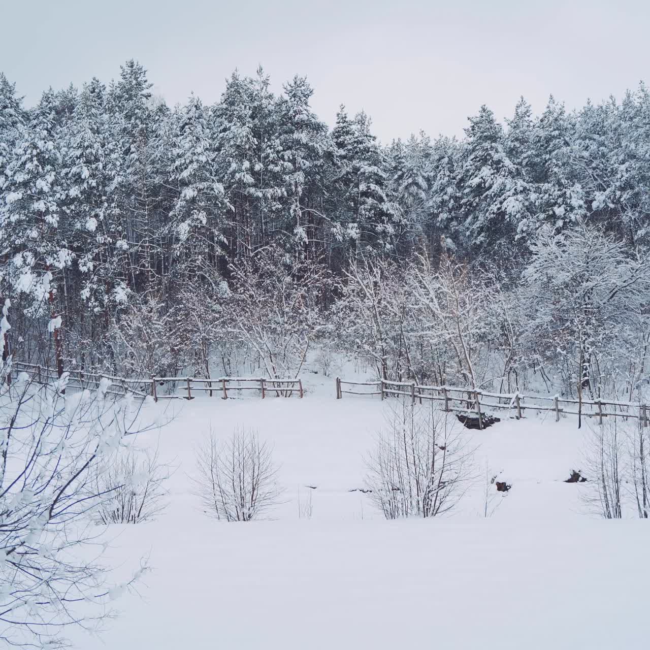 View of the winter forest. Camera motion to the right. Wonderful landscape. Frosty weather
