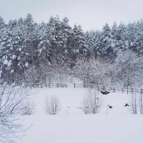 view of the winter forest. camera motion to the right. wonderful landscape. frosty weather