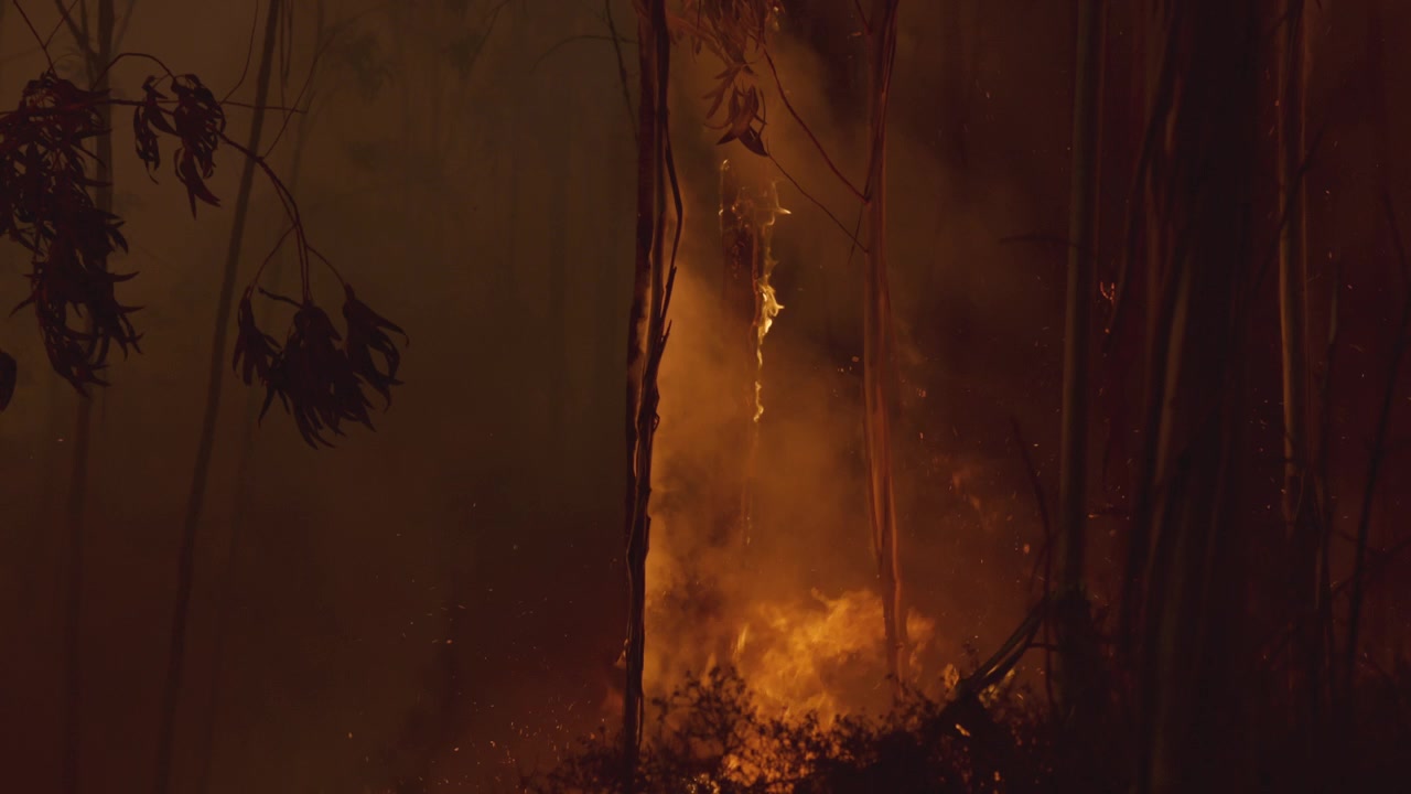 Fiery wildfire burns among tall eucalyptus trees in dramatic slow motion, glowing embers and dense smoke rising at night, illustrating global warming and El Niño weather extremes.