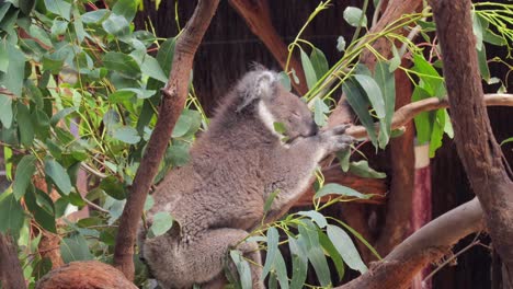 koala sleeping sitting in tree laying on branch