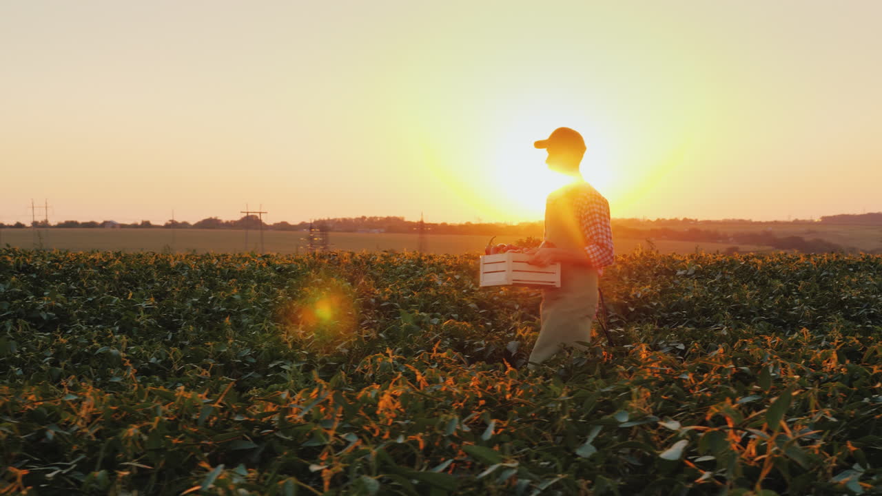 un joven agricultor con una caja de verduras camina por el campo al atardecer toma de steadicam