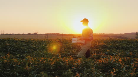 un joven agricultor con una caja de verduras camina por el campo al atardecer toma de steadicam