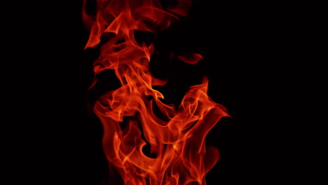red hot fire flames burn in the night. close up view of campfire tongues moving isolated in darkness. close up.