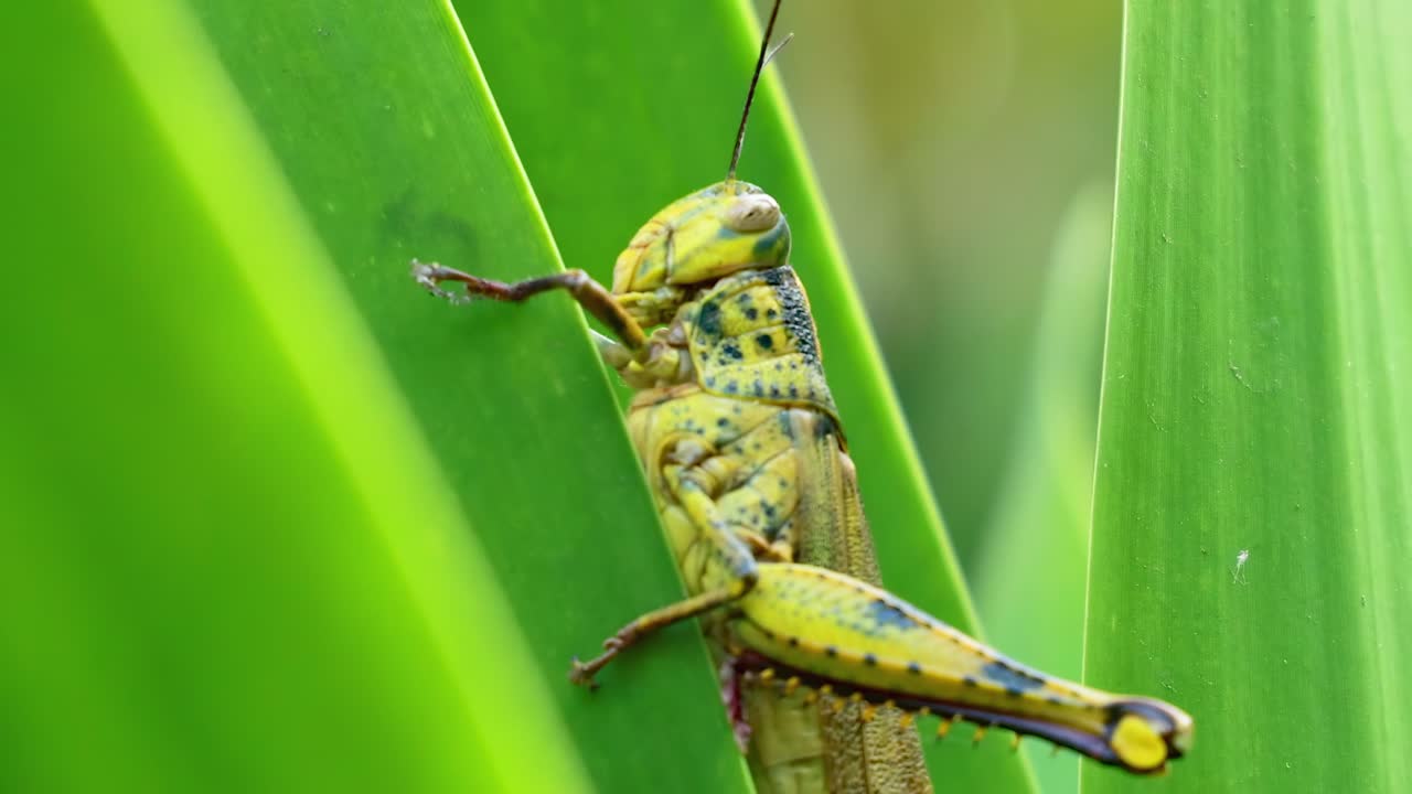 자연 환경 에서 활기찬 초록색 잎 을 오르는 메기 의 클로즈업