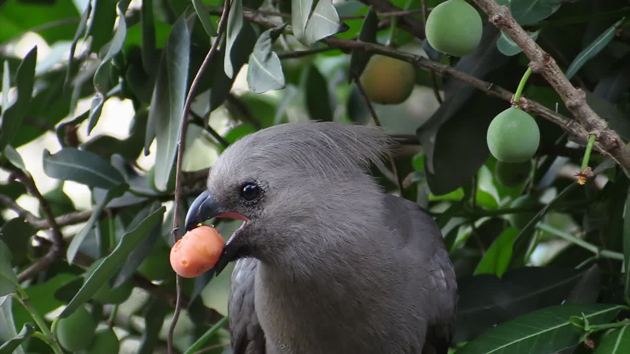 pájaro gris de salida con fruta naranja o baya en su pico, primer plano con hojas verdes y frutas en el fondo