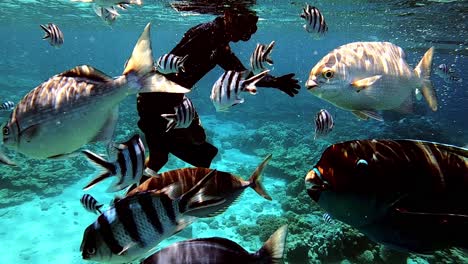 man snorkeling in tropical blue ocean and enjoying the underwater scene with reef fishes and coral reefs