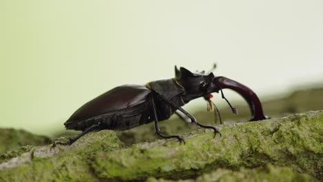 macro profile shot of european stag beetle walking slowly on mossy wood stump