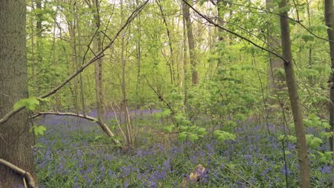 Luftverfolgung-Von-Wilden-Hyazinthenglockenblumen-Im-Waldwald