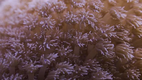 pólipos de coral blando de cerca en koh tao, tailandia
