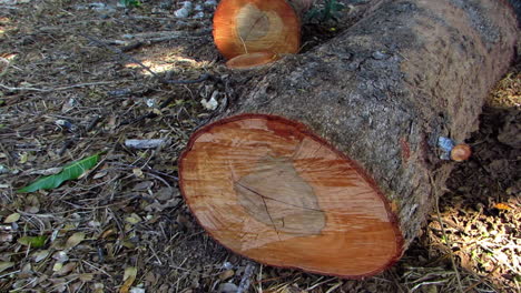 Tree Log for Fire Fuel, Philippines