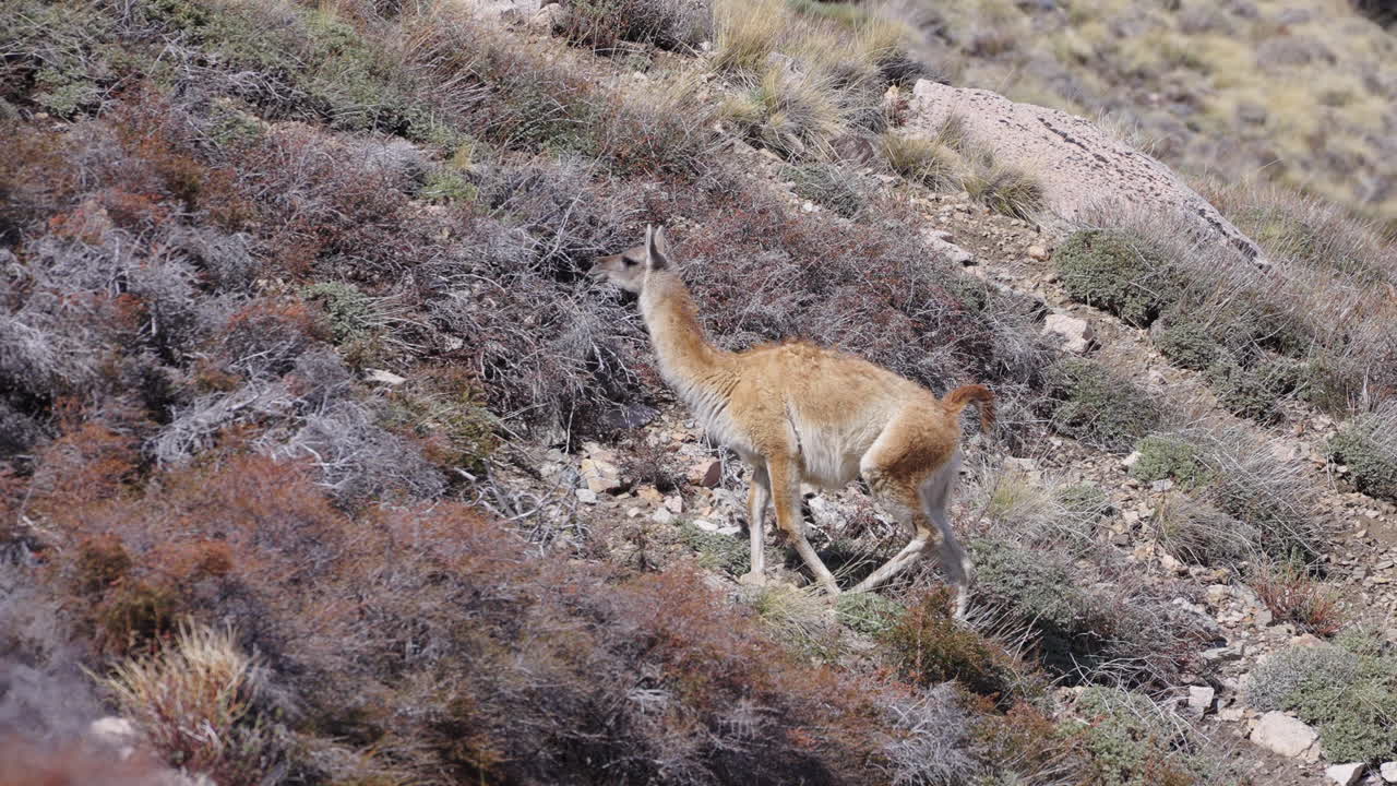 Wild guanaco lama guanicoe is walking in its natural habitat, the mountainous region of argentina, on a sunny day, surrounded by typical vegetation of the north west area