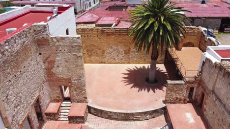 palm tree with a top view and at the end open in parral chihuahua mexico