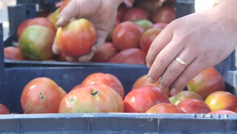 Agroturismo-Recogiendo-Tomate