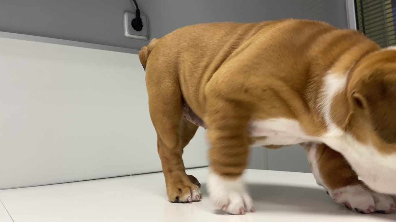 수의과 진료소 상담 테이블에 흥분한 영국 불독 강아지