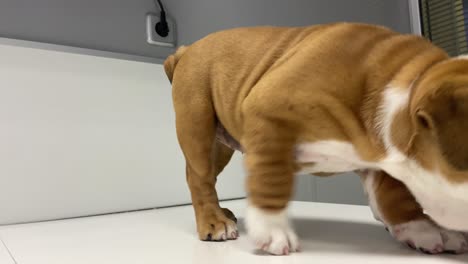cachorro de bulldog británico agitado en la mesa de consulta de la clínica veterinaria