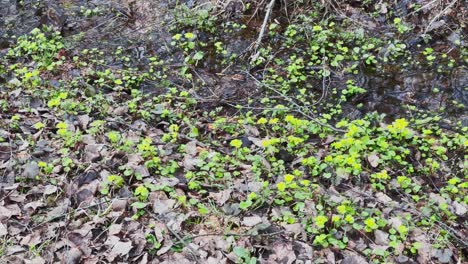 movement footage as the first green grass makes the way through a puddle in the wood, trunks of trees reflected in a water, trees stand in water, in the wood the spring begins