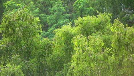 rain in the forest with focus on trees