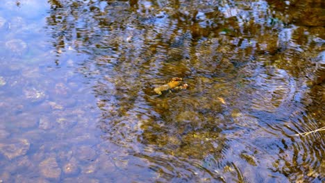 langosta pequeña en el río canadá caminando por el suelo, posible caza