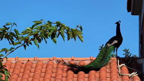 adult male peacock perched on a roof