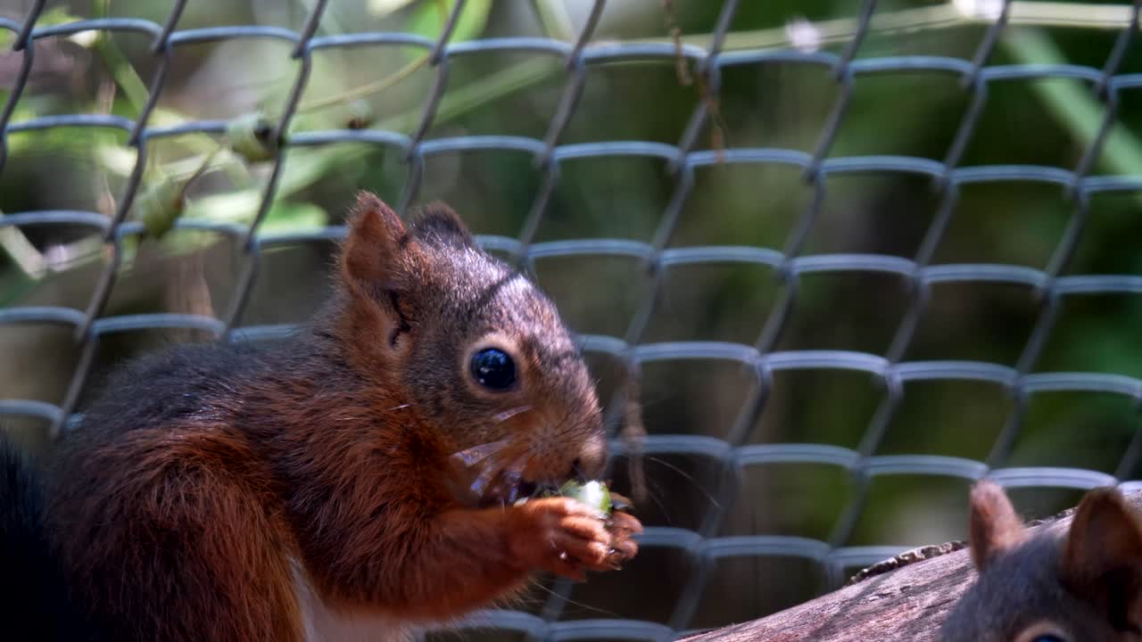 Primo piano di piccoli scoiattoli affamati che mangiano uno spuntino all'aperto nella natura sotto il sole